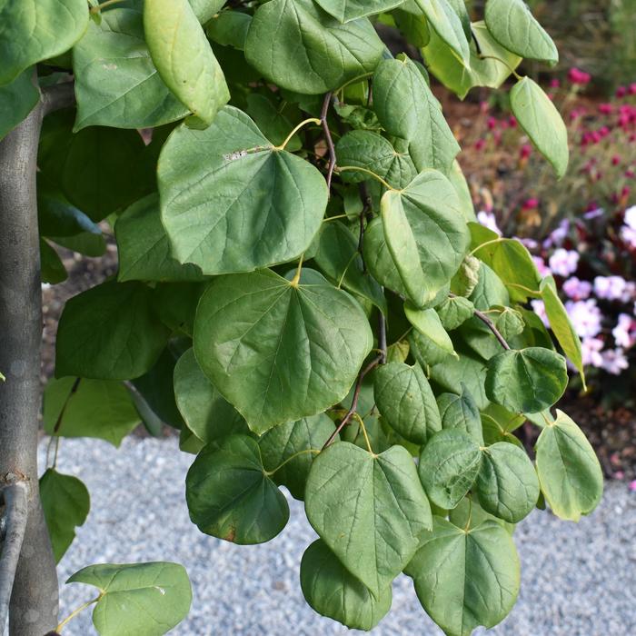 'Golden Falls&reg;' Redbud - Cercis canadensis from Paradise Acres Garden Center