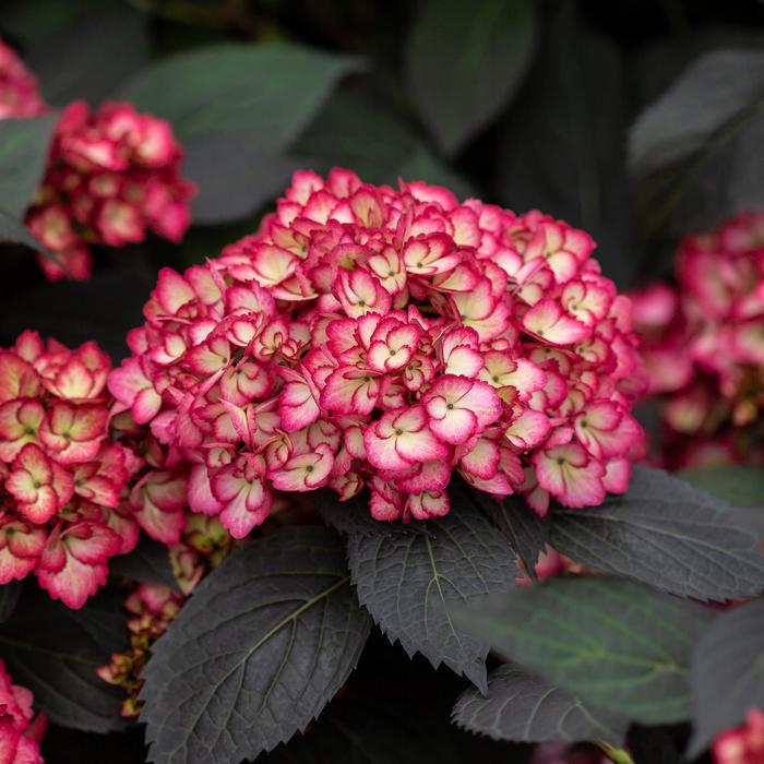 Eclipse&reg; Bigleaf Hydrangea - Hydrangea macrophylla from Paradise Acres Garden Center