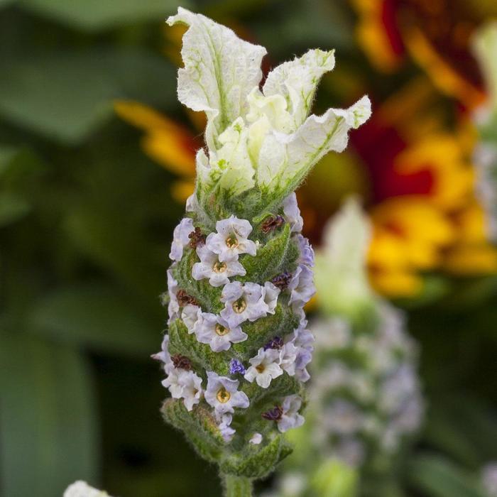 Javelin Forte&trade; White Imp - Lavandula stoechas (Spanish Lavender) from Paradise Acres Garden Center