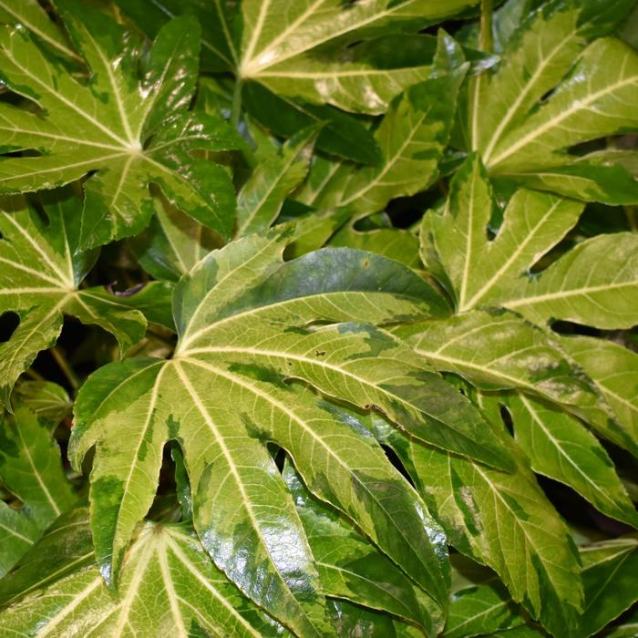 Camouflage&reg; Variegata - Fatsia japonica (Japanese Aralia) from Paradise Acres Garden Center