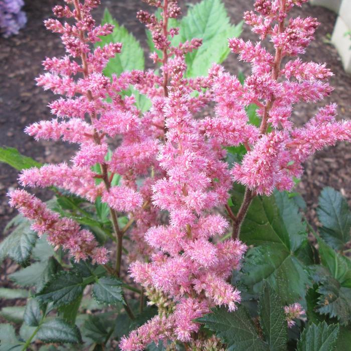 'Visions in Pink' - Astilbe chinensis (False Spirea) from Paradise Acres Garden Center