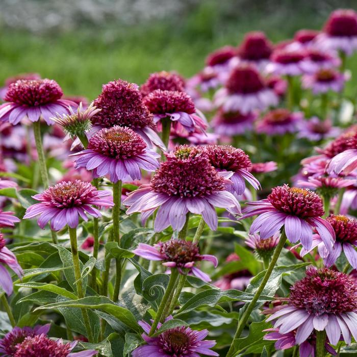 Double Coded&trade; 'Everything's Red' - Echinacea (Coneflower) from Paradise Acres Garden Center