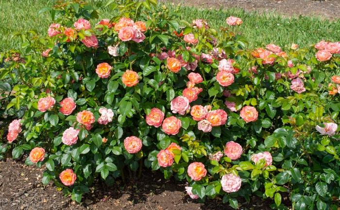 Knock Out&reg; Orange Glow&trade; Rose - Rosa x from Paradise Acres Garden Center