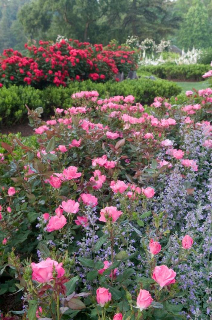 Knock Out&reg; Pink - Rosa (Shrub Rose) from Paradise Acres Garden Center