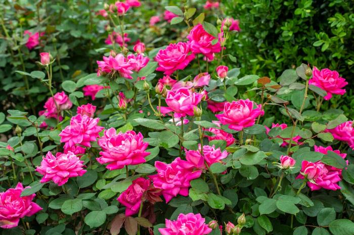 Knock Out&reg; Pink Double - Rosa (Shrub Rose) from Paradise Acres Garden Center