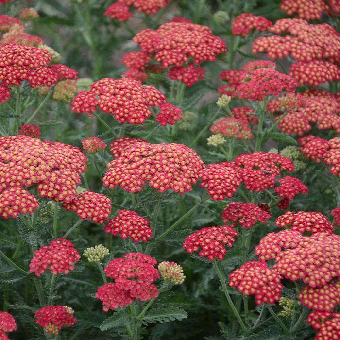 'Firefly Red Pop' Yarrow - Achillea from Paradise Acres Garden Center