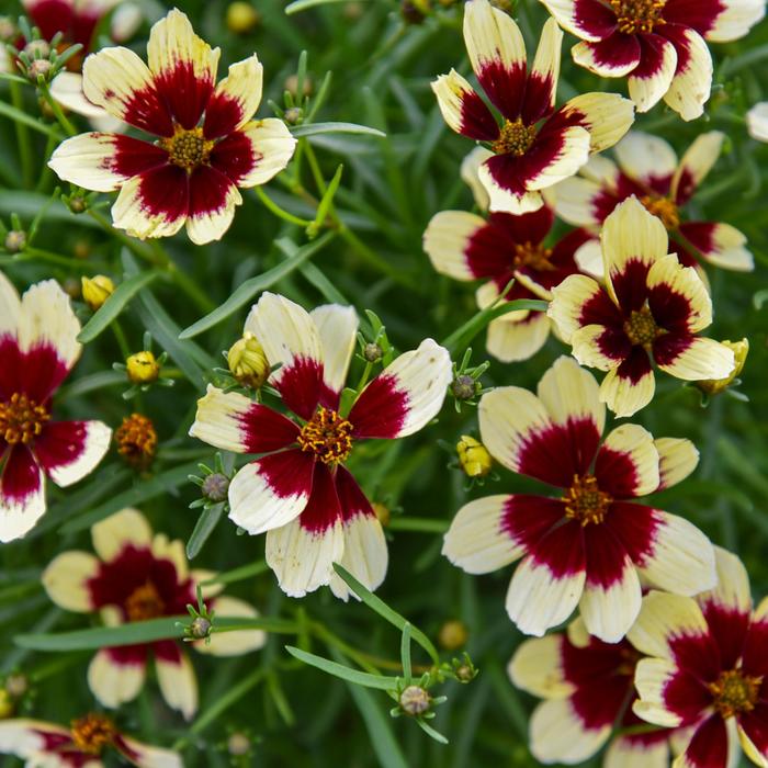 Designer Threads&trade; 'Creamy Calico' - Coreopsis verticillata (Threadleaf Coreopsis) from Paradise Acres Garden Center