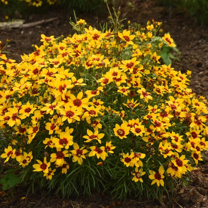 Designer Threads&trade; 'Golden Needles' - Coreopsis verticillata (Threadleaf Coreopsis) from Paradise Acres Garden Center