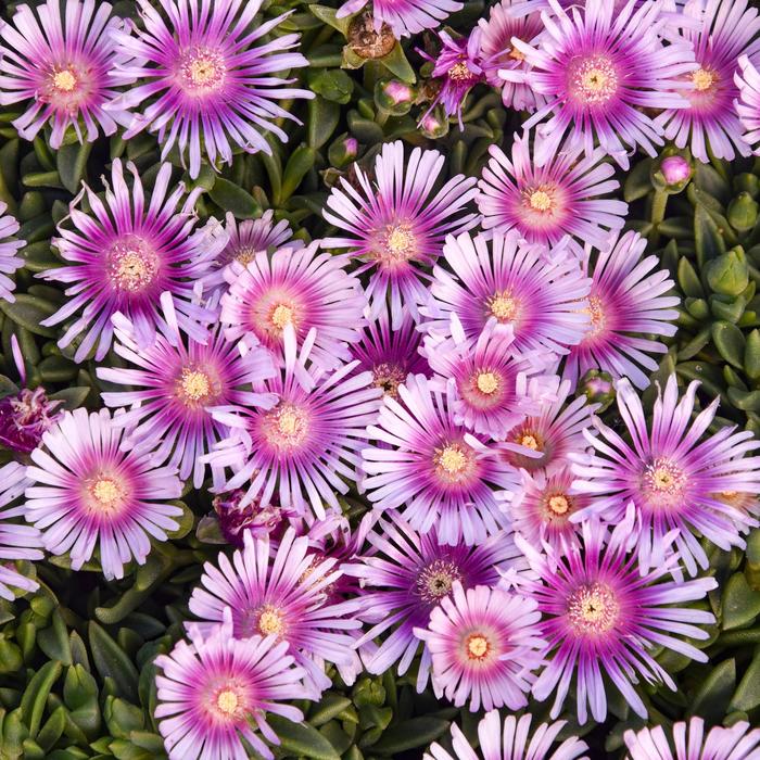 Kaleidoscope&trade; 'Pink Radiance' Ice Plant - Delosperma hybrid from Paradise Acres Garden Center