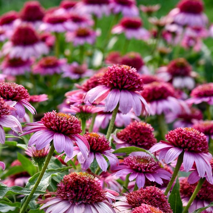 Double Coded&reg; 'Everything's Rosy' - Echinacea (Coneflower) from Paradise Acres Garden Center