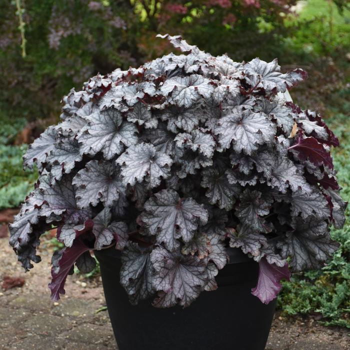 Dressed Up&trade; 'Prom Dress' - Heuchera (Coral Bells) from Paradise Acres Garden Center