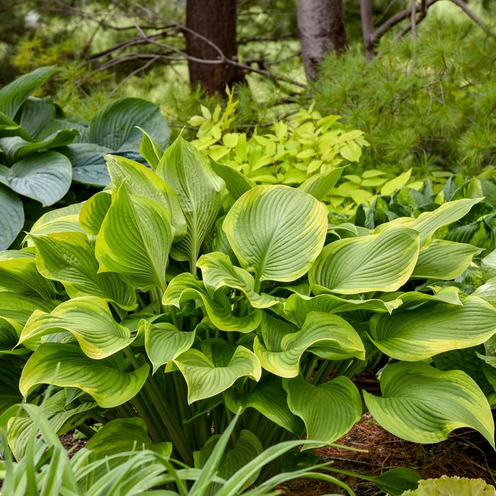 Shadowland&reg; 'Lone Star' Hosta, Plantain Lily - Hosta from Paradise Acres Garden Center
