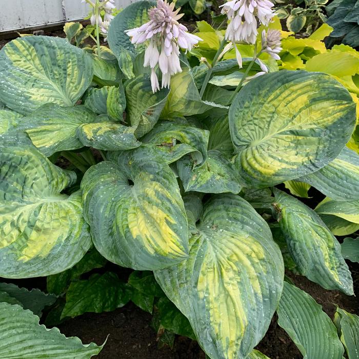 Shadowland&reg; 'Sound of Music' Plantain Lily - Hosta from Paradise Acres Garden Center