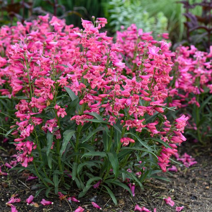 Bejeweled&trade; 'Pink Pearls' Bearded Penstemon - Penstemon barbatus from Paradise Acres Garden Center