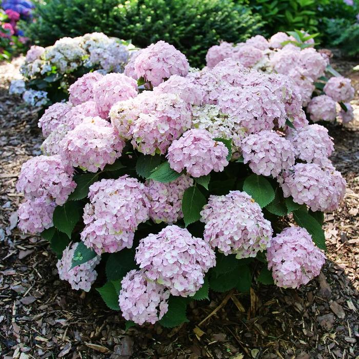 Wee Bit Innocent&reg; Bigleaf Hydrangea - Hydrangea macrophylla from Paradise Acres Garden Center