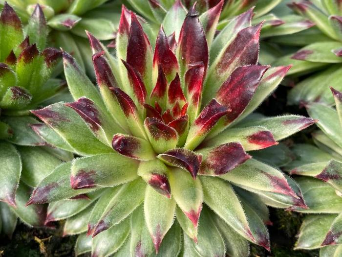 Chick Charms&reg; AppleTeaser&trade; - Sempervivum (Hens and Chicks) from Paradise Acres Garden Center