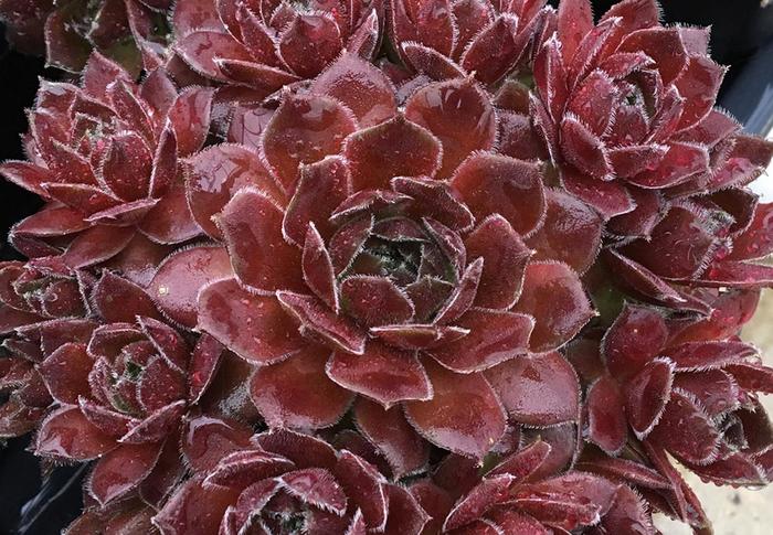 Chick Charms&reg; Berry Bomb&trade; - Sempervivum (Hens and Chicks) from Paradise Acres Garden Center