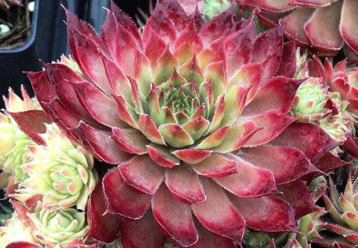 Chick Charms&reg; Butterscotch Baby&trade; - Sempervivum (Hen and Chicks) from Paradise Acres Garden Center