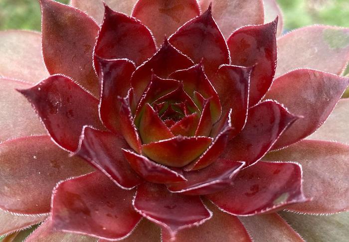 Chick Charms® Cherries Jubilee&trade; - Sempervivum (Hen and Chicks) from Paradise Acres Garden Center
