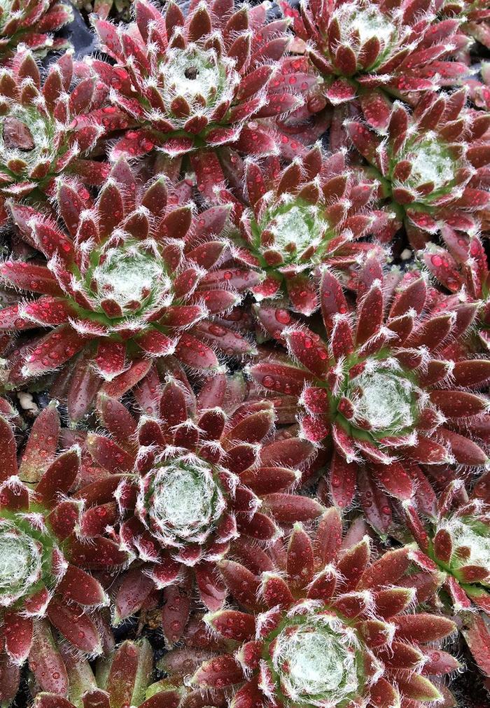 Chick Charms&reg; Cosmic Candy&trade; - Sempervivum (Hens and Chicks) from Paradise Acres Garden Center