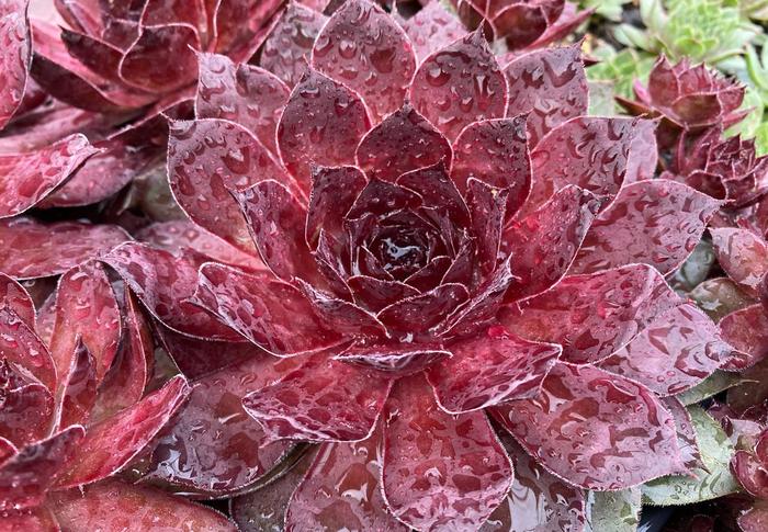 Chick Charms&reg; 'Giant Maroon Mountain' - Sempervivum (Hen and Chicks) from Paradise Acres Garden Center