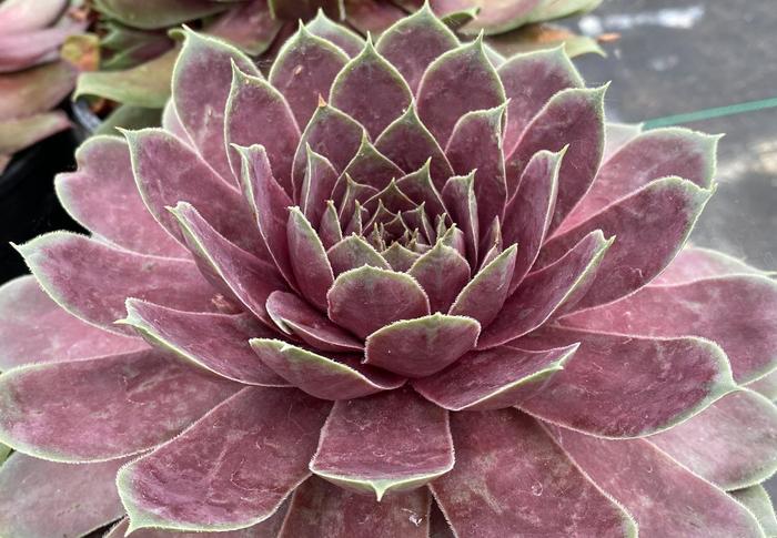 Chick Charms&reg; 'Giant Pink Sapphire' - Sempervivum (Hen and Chicks) from Paradise Acres Garden Center