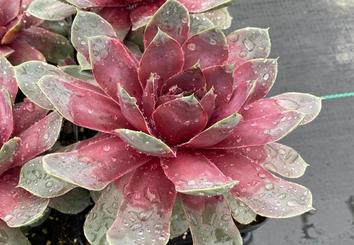 Chick Charms&reg; 'Giant Steel Appeal' - Sempervivum (Hen and Chicks) from Paradise Acres Garden Center