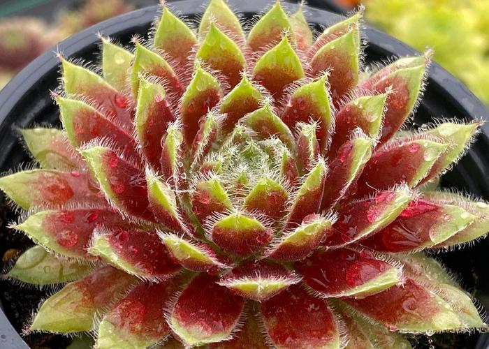 Chick Charms&reg; Gold Dust&trade; - Sempervivum (Hen and Chicks) from Paradise Acres Garden Center