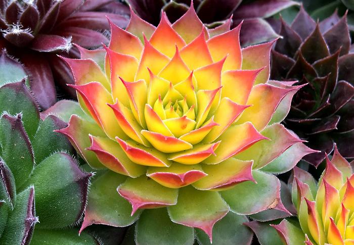 Chick Charms&reg; Gold Nugget&trade; - Sempervivum (Hen and Chicks) from Paradise Acres Garden Center