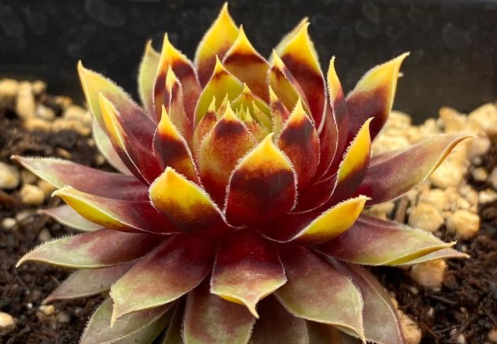 Chick Charms&reg; Gold Rush&trade; - Sempervivum (Hen and Chicks) from Paradise Acres Garden Center