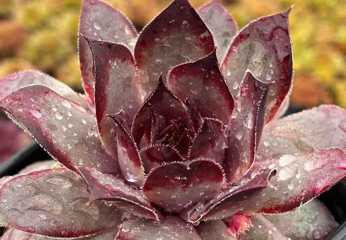 Chick Charms&reg; Grape Galaxy&trade; - Sempervivum (Hen and Chicks) from Paradise Acres Garden Center