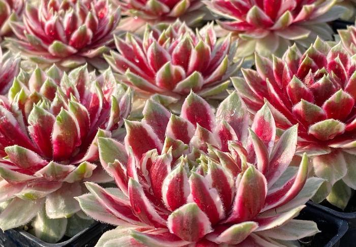 Chick Charms&reg; Lotus Blossom&trade; - Sempervivum (Hen and Chicks) from Paradise Acres Garden Center