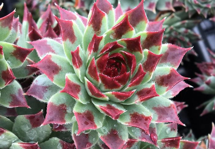 Chick Charms&reg; Mint Marvel&trade; - Sempervivum (Hen and Chicks) from Paradise Acres Garden Center