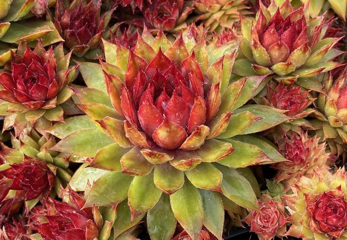 Chick Charms&reg; Pineapple Paradise&trade; - Sempervivum (Hen and Chicks) from Paradise Acres Garden Center
