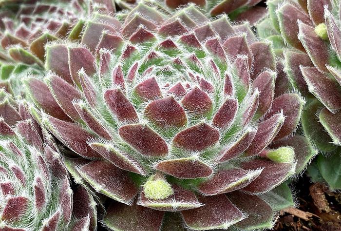 Chick Charms&reg; Powdered Pastry&trade; - Sempervivum (Hen and Chicks) from Paradise Acres Garden Center