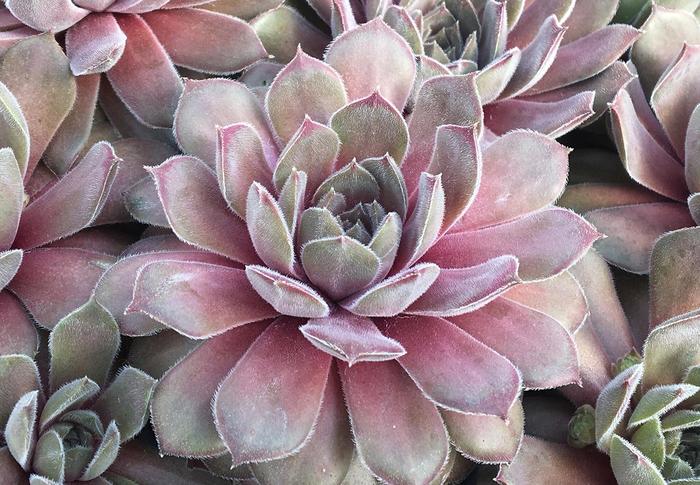 Chick Charms&reg; Silver Suede&trade; - Sempervivum (Hen and Chicks) from Paradise Acres Garden Center