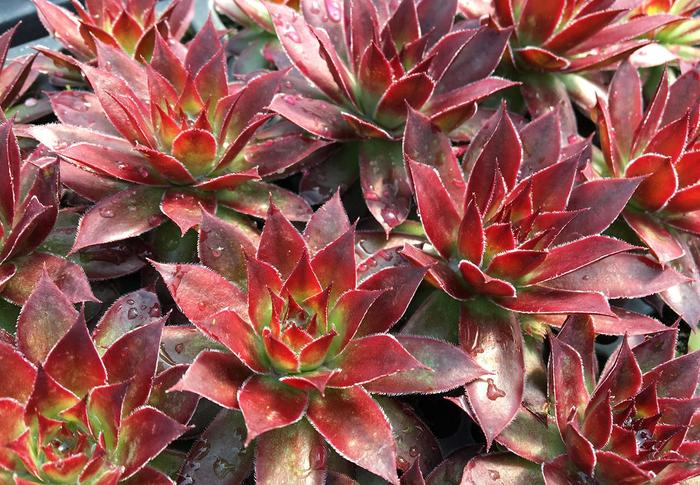 Chick Charms&reg; Strawberry Kiwi&trade; - Sempervivum (Hen and Chicks) from Paradise Acres Garden Center