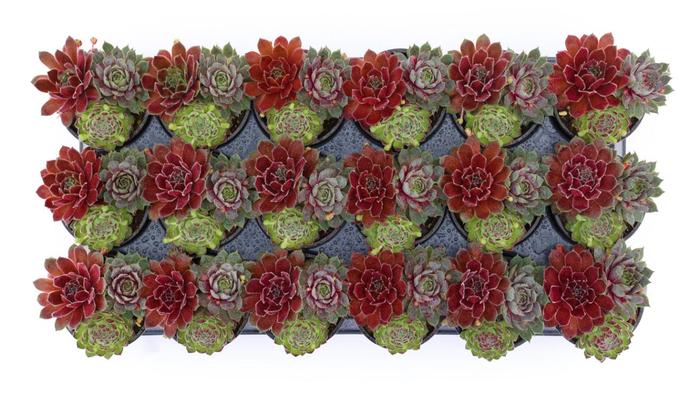 Chick Charms&reg; Trio-Berries and Cream&trade; - Sempervivum (Hen and Chicks) from Paradise Acres Garden Center