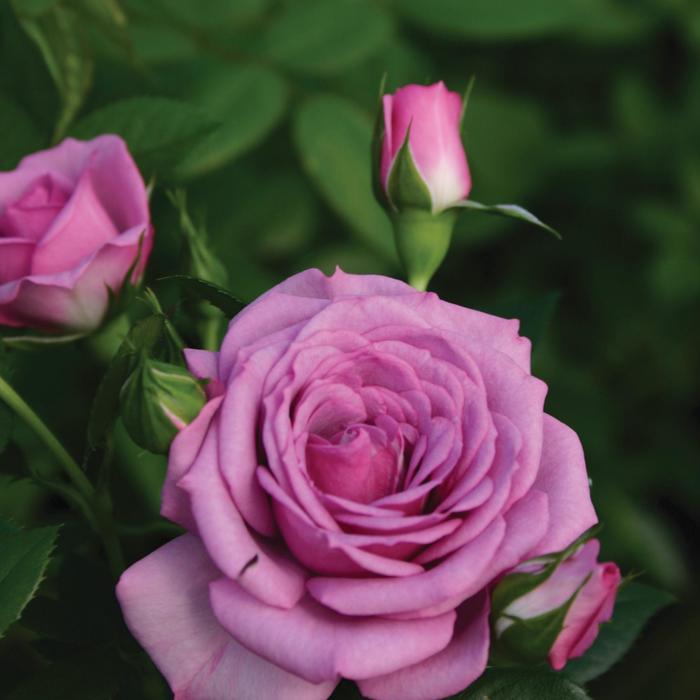 Veranda&reg; Lavender&trade; - Rosa (Rose) from Paradise Acres Garden Center