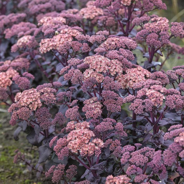 Mojave Jewels&trade; 'Diamond' - Sedum (Stonecrop) from Paradise Acres Garden Center
