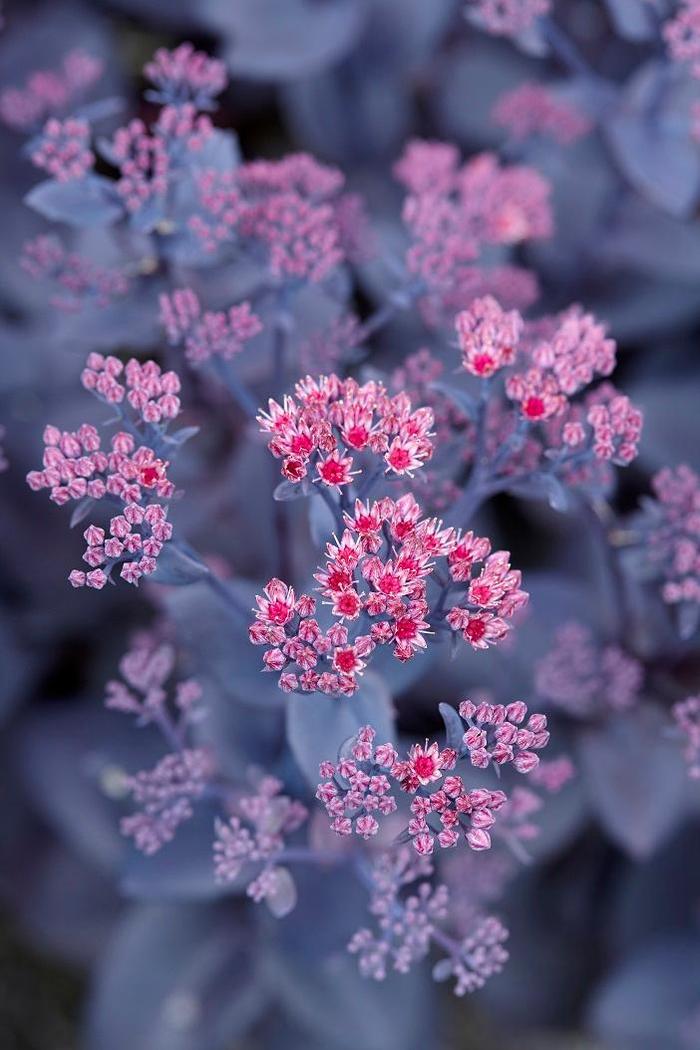Mojave Jewels&trade; 'Ruby' - Sedum from Paradise Acres Garden Center