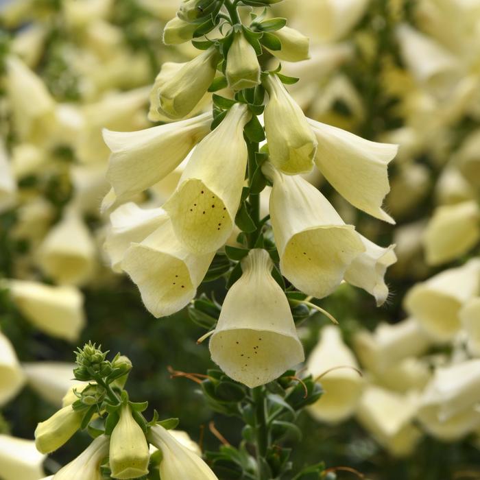 Arctic Fox&trade; Lemon Cream Foxglove - Digitalis from Paradise Acres Garden Center