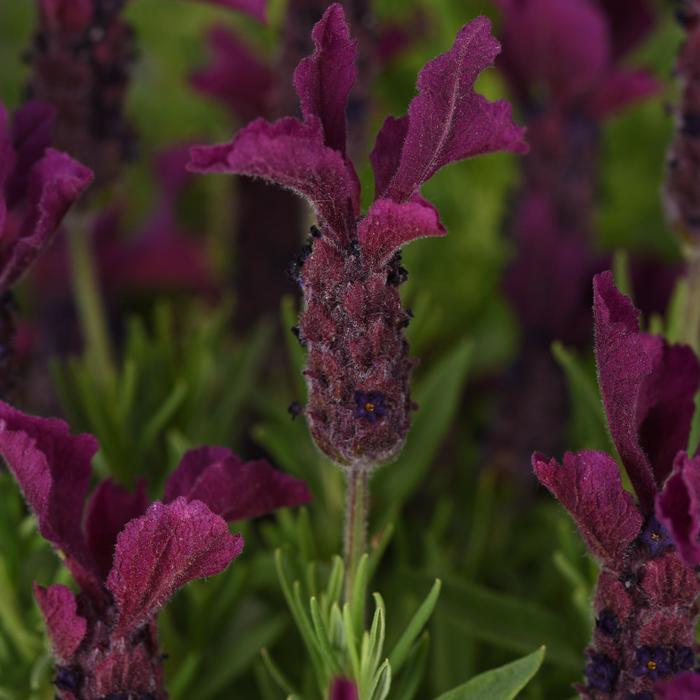 'Anouk Burgundy' - Lavandula stoechas (Lavender) from Paradise Acres Garden Center