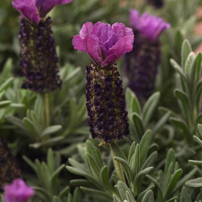 'Anouk Purple Medley' - Lavandula stoechas (Lavender) from Paradise Acres Garden Center