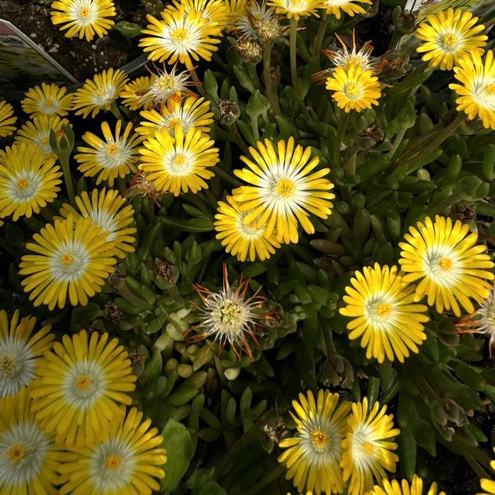 Jewel of Desert 'Peridot' - Delosperma (Ice Plant) from Paradise Acres Garden Center