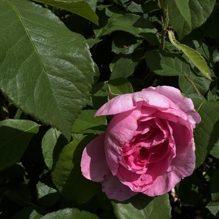 'Gertrude Jekyll' Rose - Rosa from Paradise Acres Garden Center
