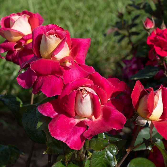 'Cherries & Champagne' Hybrid Tea Rose - Rosa from Paradise Acres Garden Center