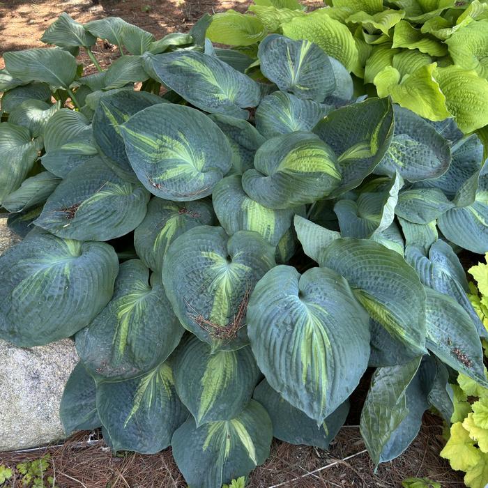 Shadowland&reg; 'Hudson Bay' - Hosta from Paradise Acres Garden Center