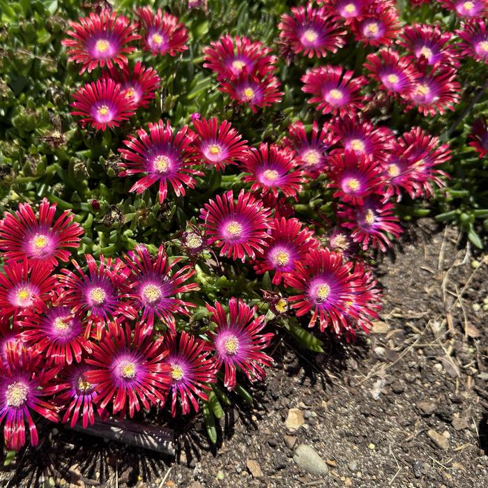 Kaleidoscope&trade; 'Razzle Dazzle' Ice Plant - Delosperma hybrid from Paradise Acres Garden Center