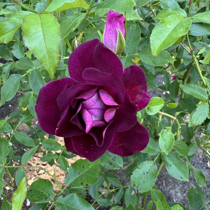 'Burgundy Iceberg&trade;' Shrub Rose - Rosa from Paradise Acres Garden Center
